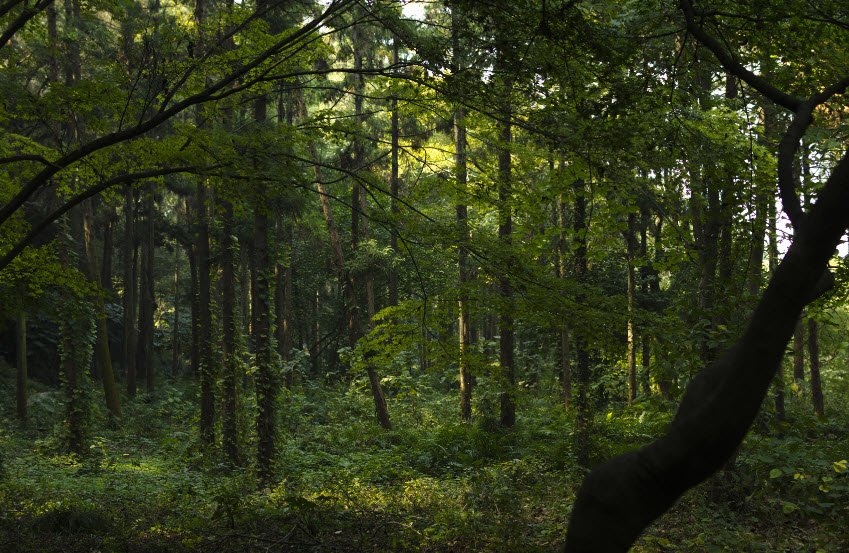 Shipstern Conservation &amp; Management Area, Corozal District, Belize